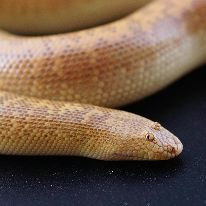 Arabian sand boa.