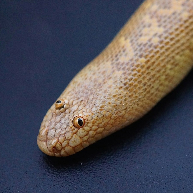 Arabian sand boa.