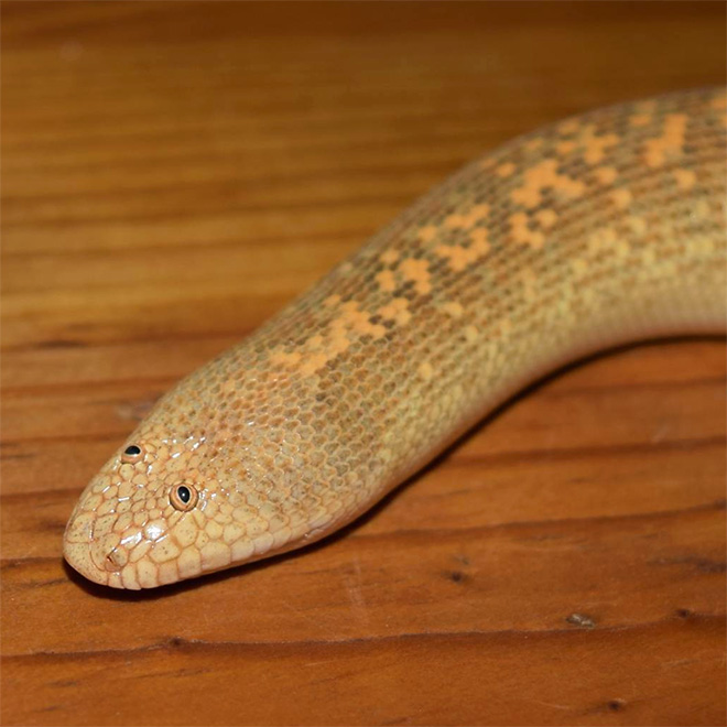 Arabian sand boa.