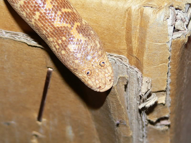 Arabian sand boa.