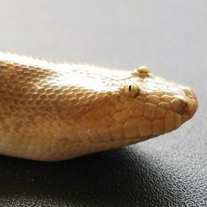 Arabian sand boa.