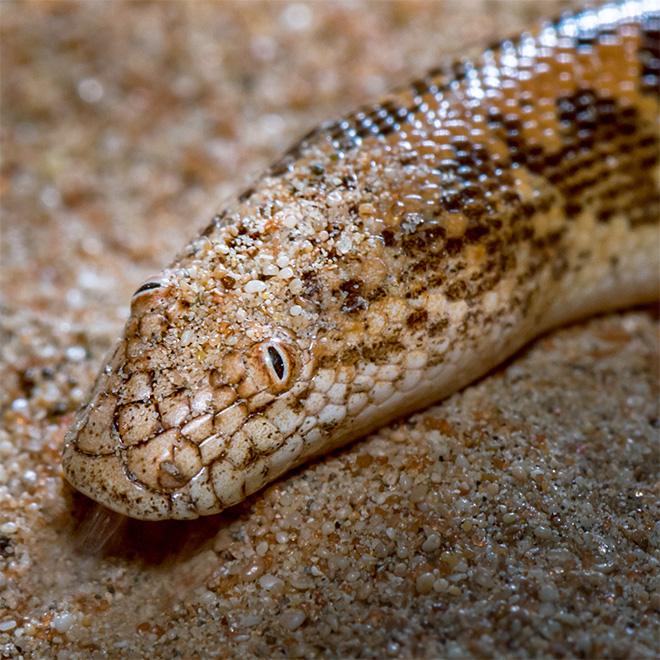 Arabian sand boa.