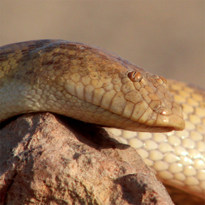 Arabian sand boa.