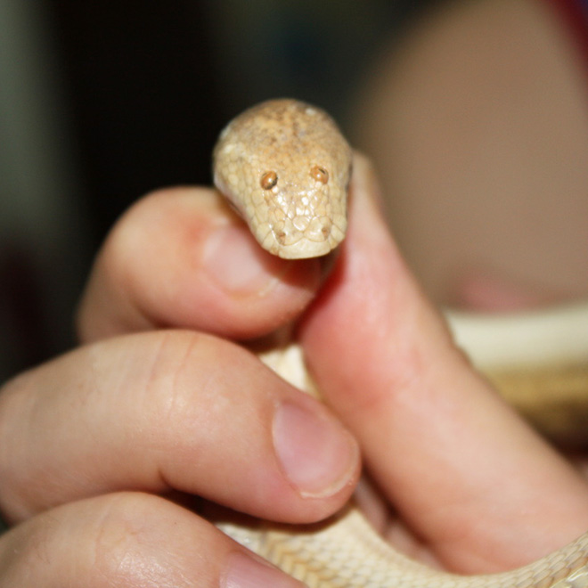 Arabian sand boa.