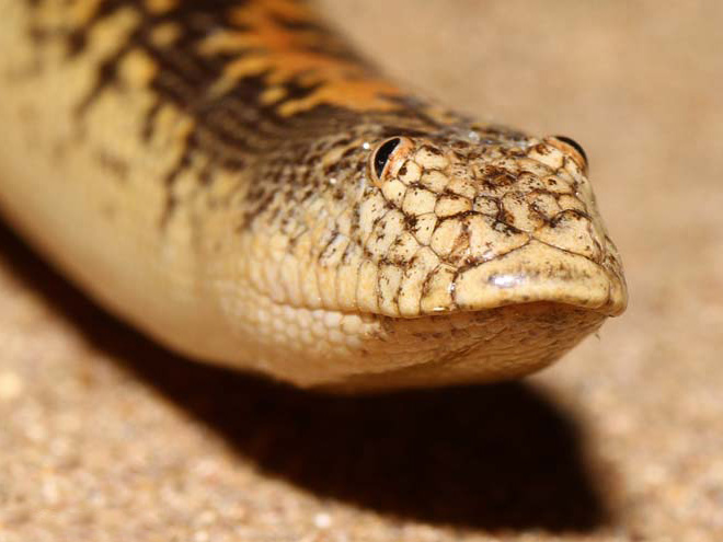 Arabian sand boa.