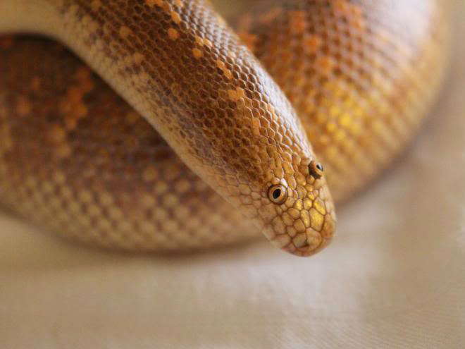 Arabian sand boa.