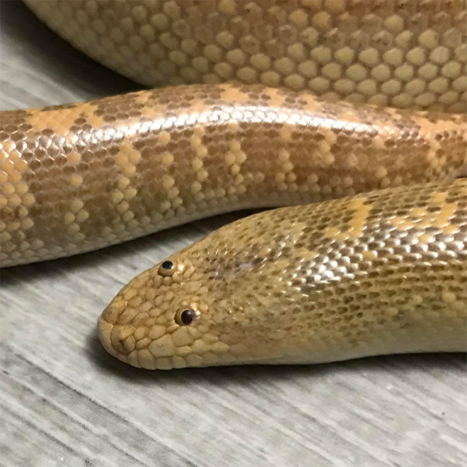 Arabian sand boa.