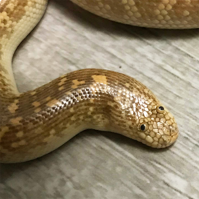 Arabian sand boa.