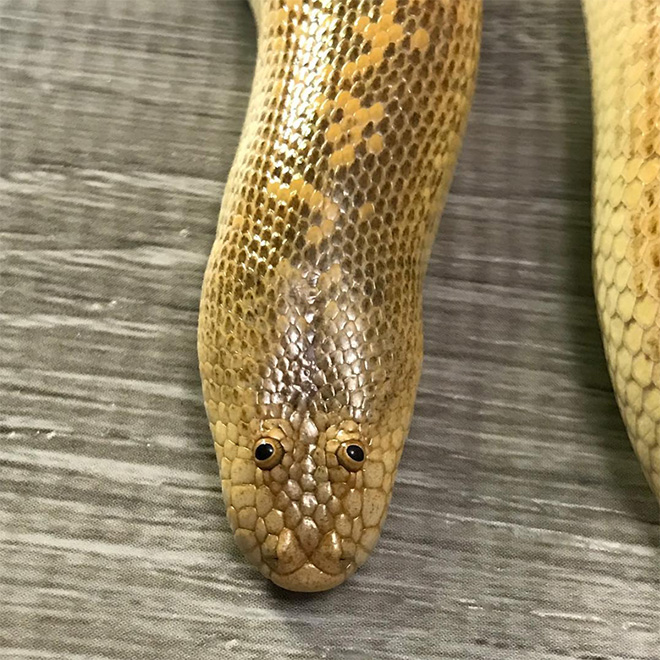 Arabian sand boa.