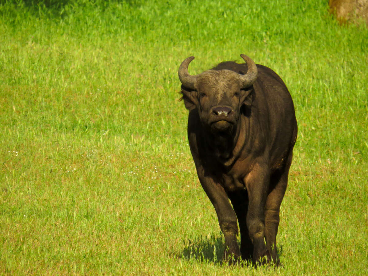 cape buffalo