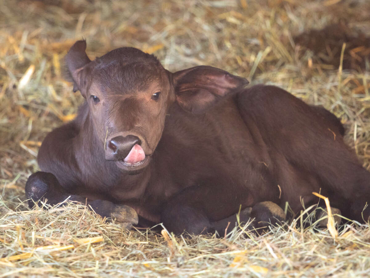 cape buffalo