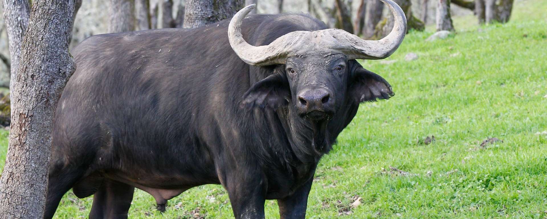 Cape Buffalo