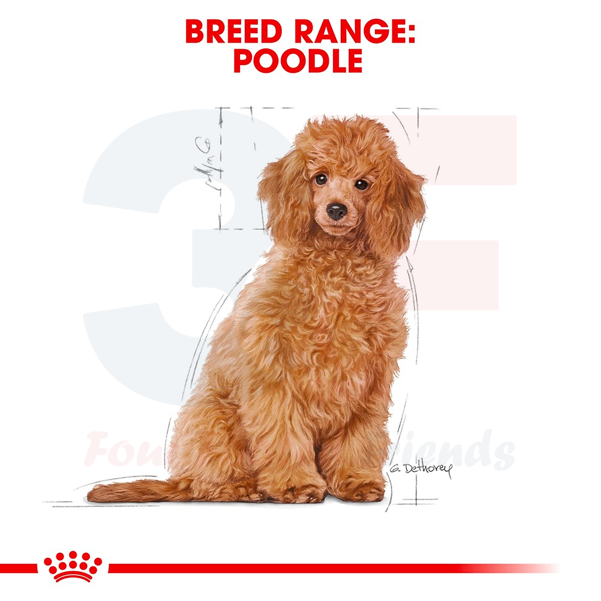 Thức Ăn Hạt Cho Chó Poodle Từ 2-10 Tháng Tuổi Royal Canin Poodle ...