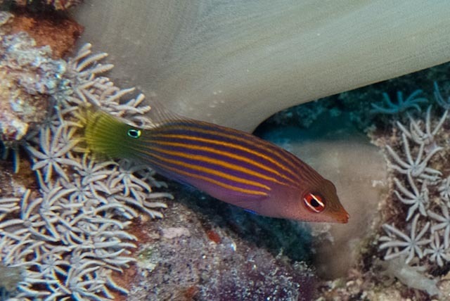 Six Line Wrasse Marine tank fish