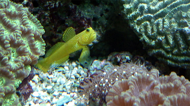 yellow watchman goby fish