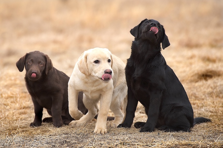 How do you keep a black lab healthy