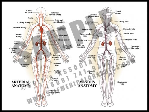 Medical Illustration of Arterial and Venous Anatomy