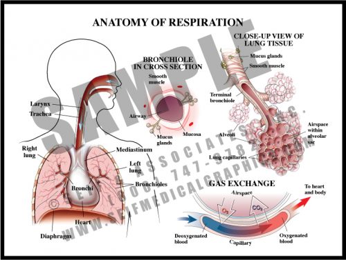 Medical Illustration of Anatomy of Respiration