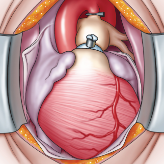 Medical Illustration Section