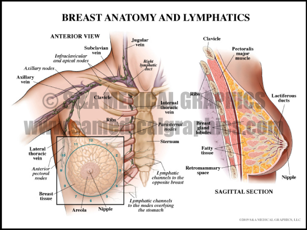 Breast Anatomy and Lymphatics