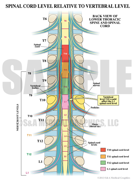 Thoracic Nerve Roots