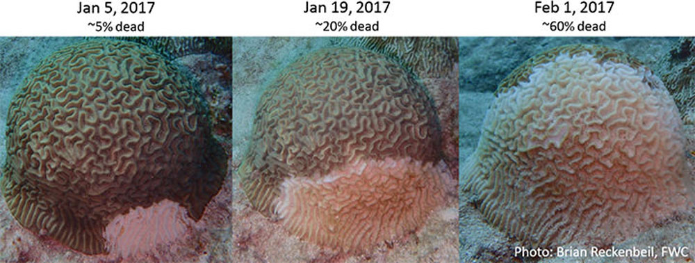 three photos showing coral loss by disease