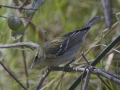 Blackpoll Warbler