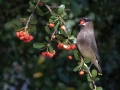 Cedar Waxwing