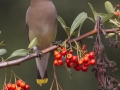 Cedar Waxwing