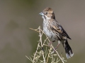 Lark Bunting - Jacumba, CA