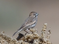 Lark Bunting - Jacumba, CA