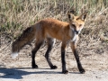 Red Fox - Lieutenant Island, Cape Cod