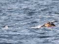 Northern Gannet - pelagic trip out of Chatham, Cape Cod