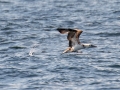 Northern Gannet - pelagic trip out of Chatham, Cape Cod