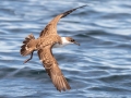 Great Shearwater - pelagic trip out of Chatham, Cape Cod