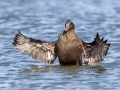 Common Eider female - Revere Beach