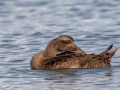 Common Eider female - Revere Beach