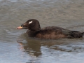 White-winged Scoter - Revere Beach