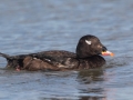 White-winged Scoter - Revere Beach