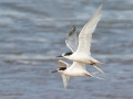 Roseate Terns  - Hatches Harbor, Cape Cod