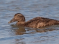 Common Eider female - Revere Beach