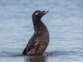 White-winged Scoter - Revere Beach