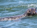 Gray Seal - Race Point Beach, Cape Cod National Seashore