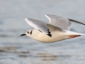 Bonaparte's Gull - Revere Beach