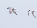 Common and Roseate Tern  - Hatches Harbor, Cape Cod