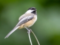 Black-capped Chickadee - Mass Audubon Museum of American Bird Art, Canton