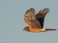 Northern Harrier - Nauset Marsh, Cape Cod