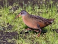 Virginia Rail - Houghton Lake WRA - Nellsville Rd, Boardwalk, Roscommon County, MI, June 5, 2021