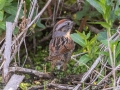 Swamp Sparrow - Houghton Lake Flats Flooding, Roscommon County, MI, June 5, 2021