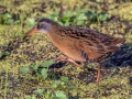 Virginia Rail - Houghton Lake WRA - Nellsville Rd, Boardwalk, Roscommon County, MI, June 5, 2021